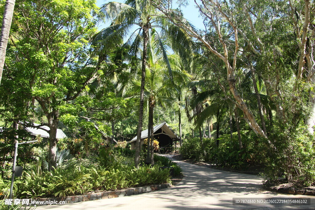 林间小道 绿意盎然的自然景