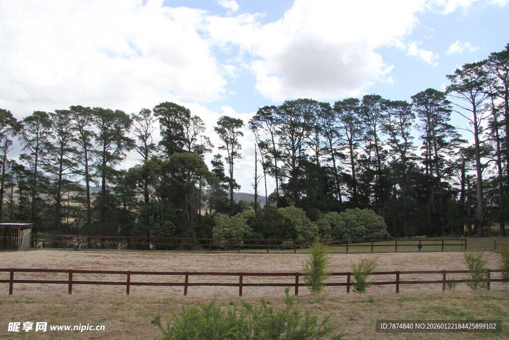 乡村田野旁的树木景观