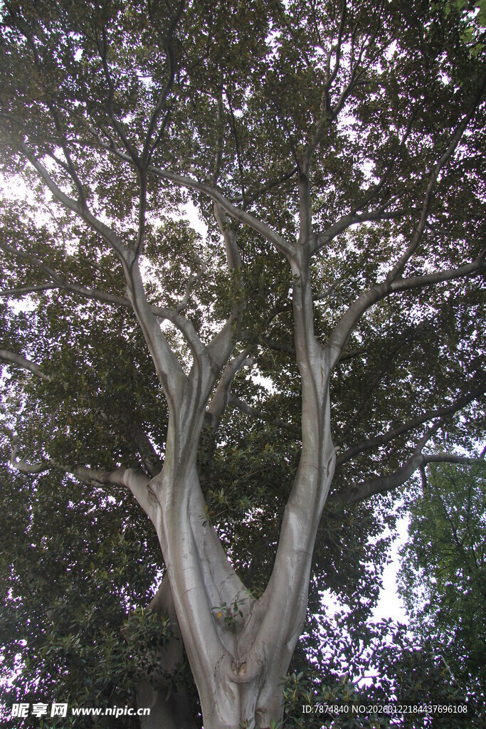 高大树木的分叉树干