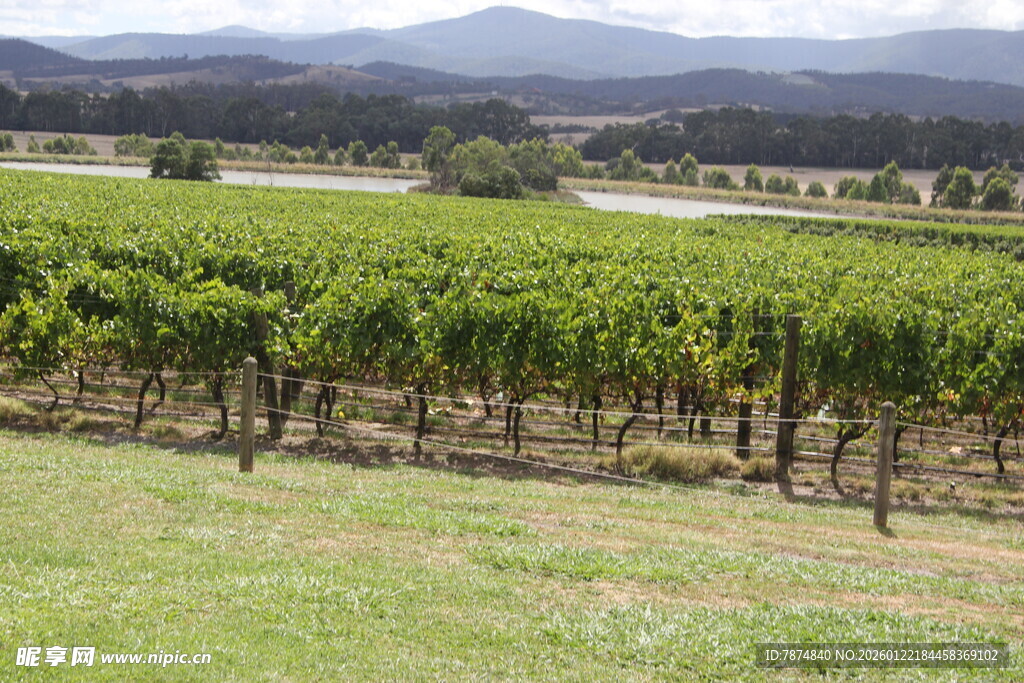 田园葡萄园风景