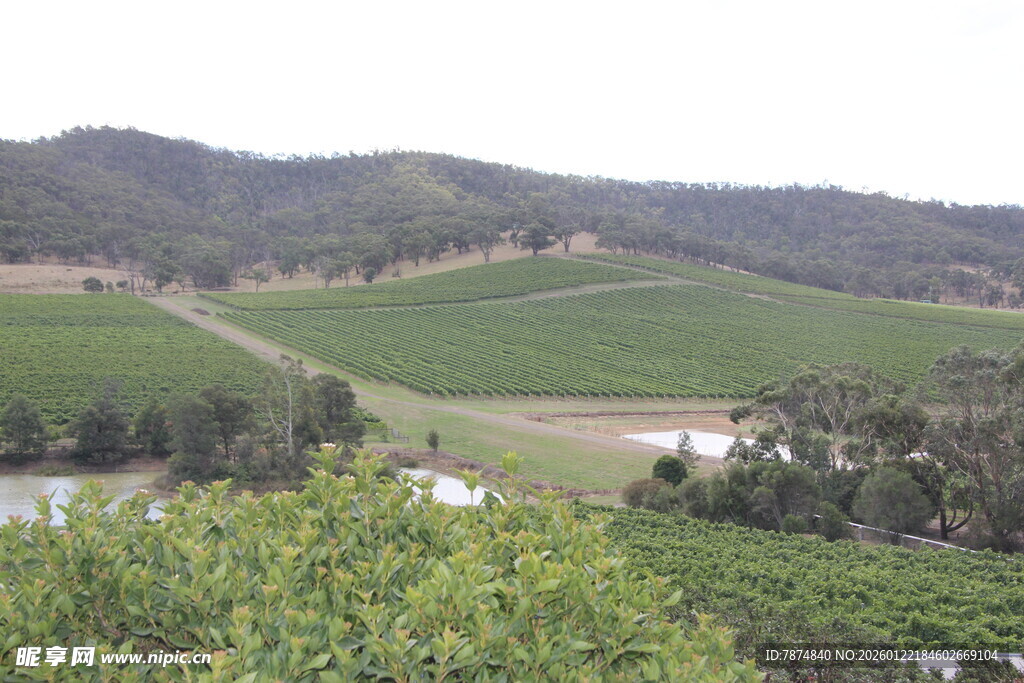田园风光中的翠绿山丘
