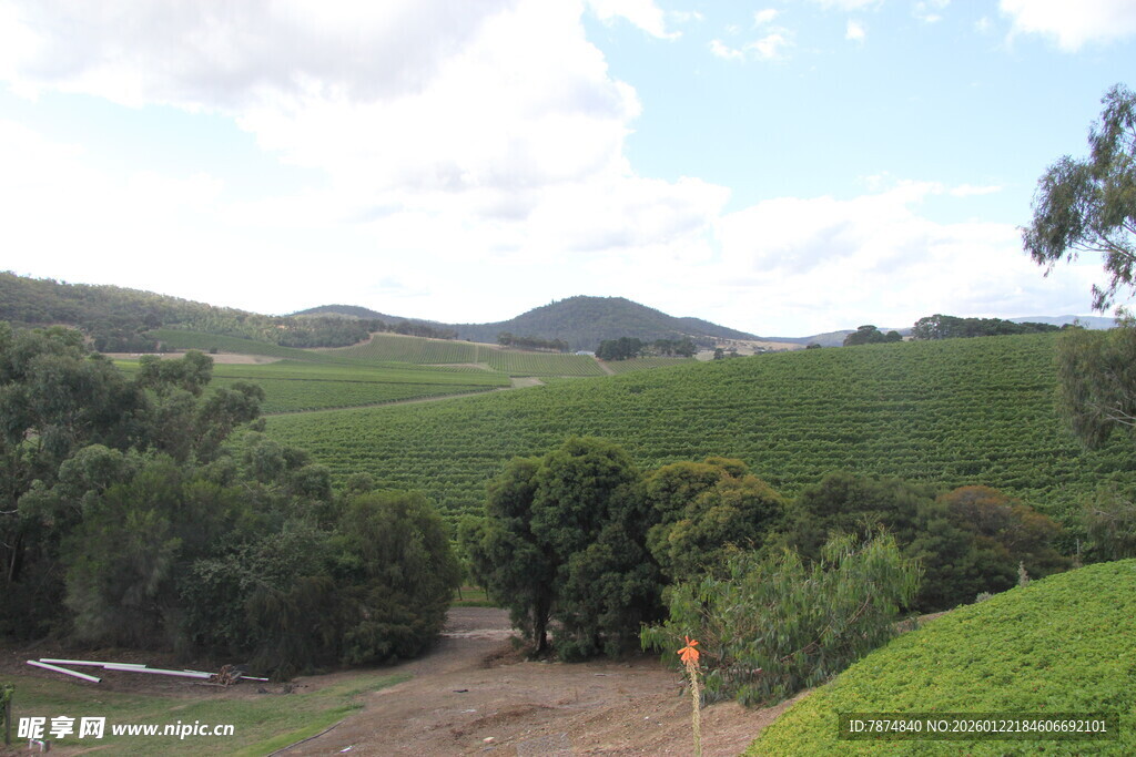山间绿意盎然的茶园风光