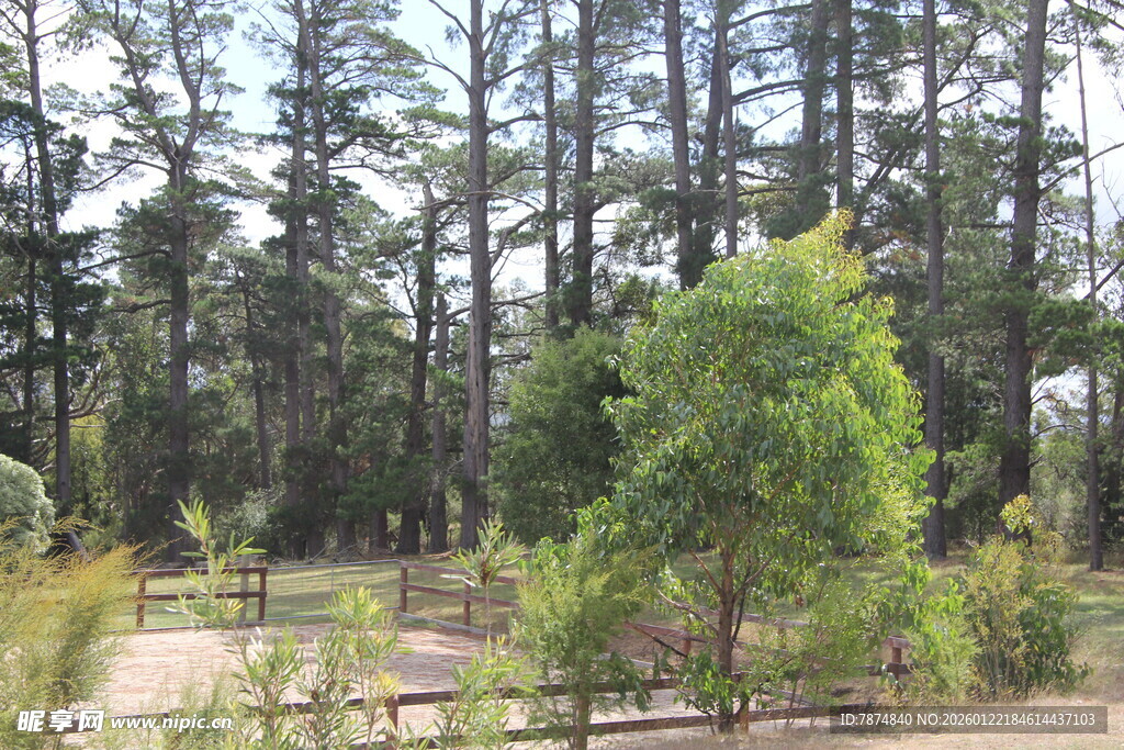 林间景致 绿意盎然的自然地