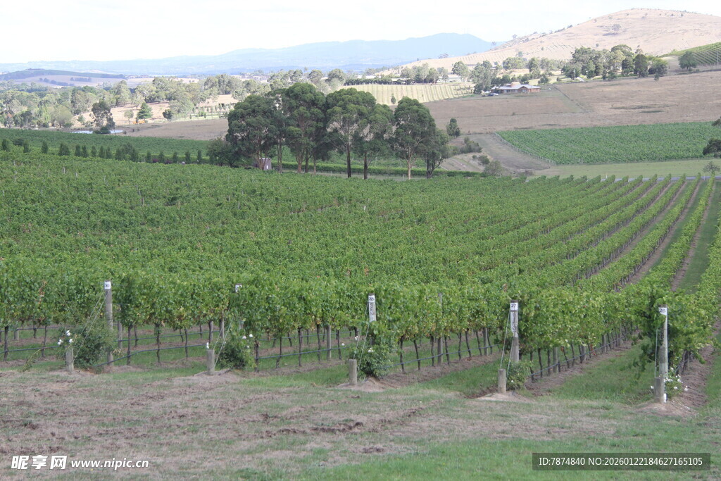 田园风光中的整齐葡萄园