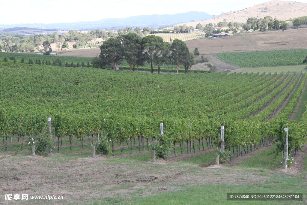 广阔葡萄园风光