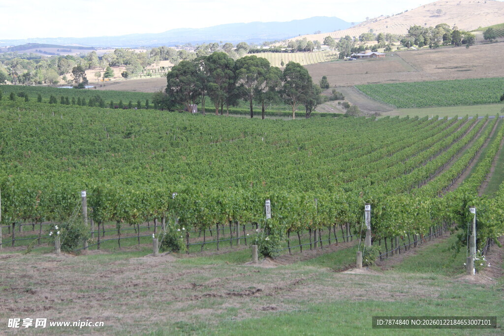 田园风光中的整齐葡萄园