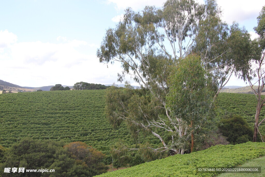 绿意盎然的田园风光