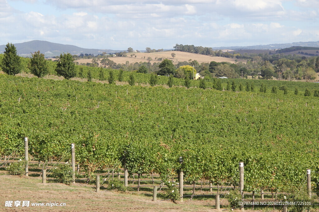 广阔葡萄园风光