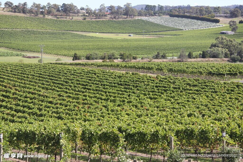 广袤葡萄园风景如画