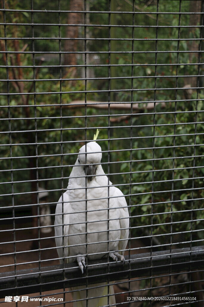 笼中白鹦鹉