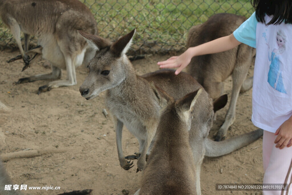 女孩伸手喂食可爱袋鼠