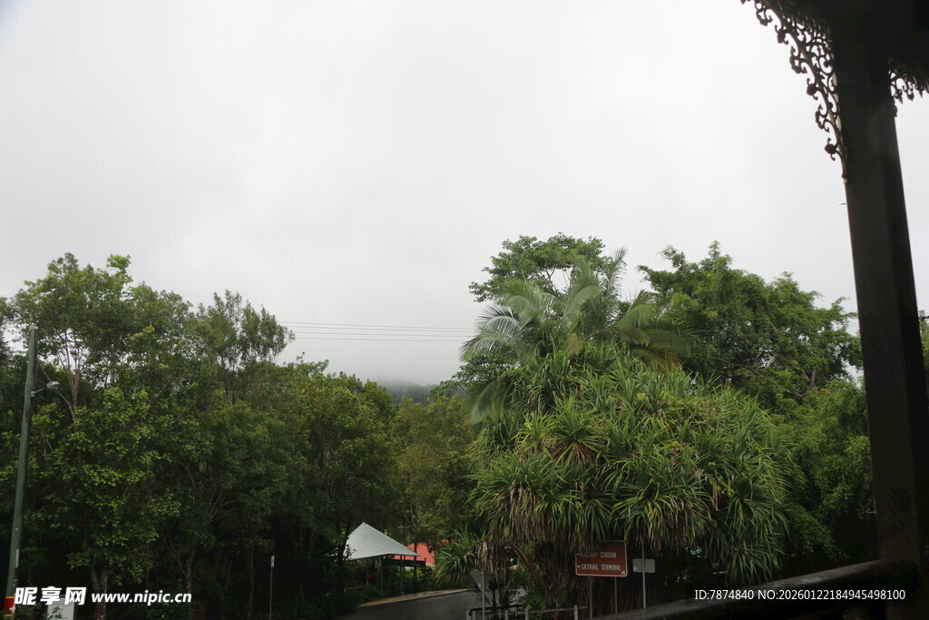 山林间的绿树景观