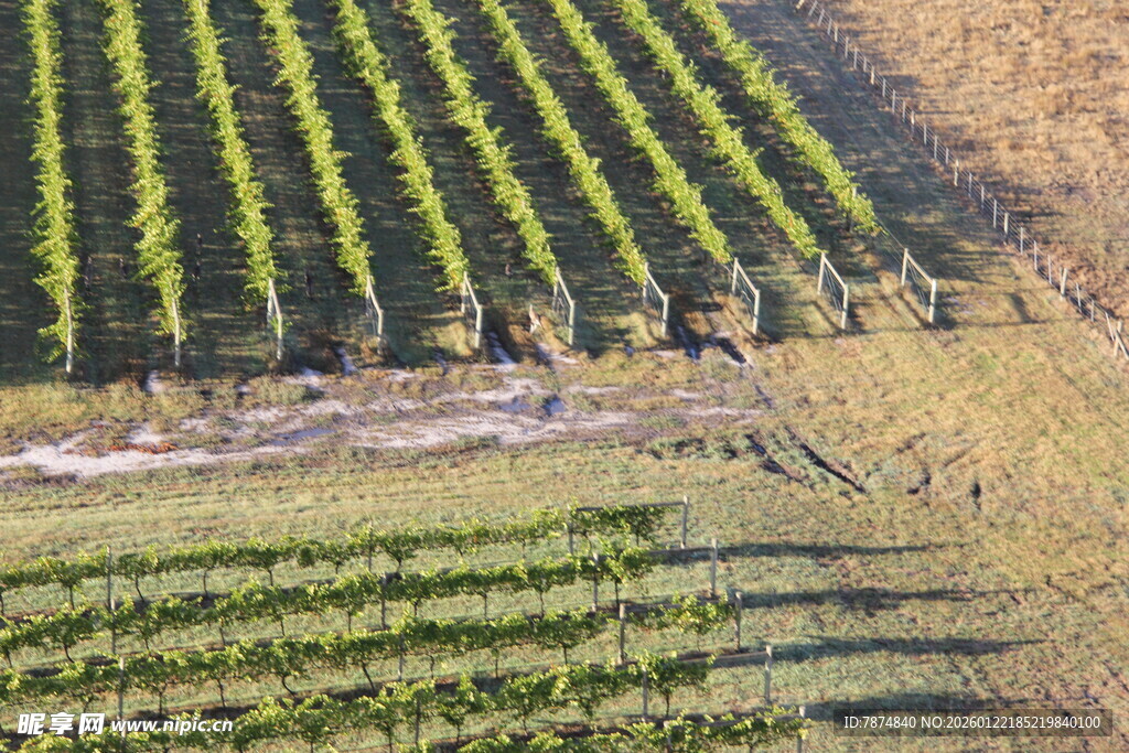 俯瞰整齐排列的绿色农田