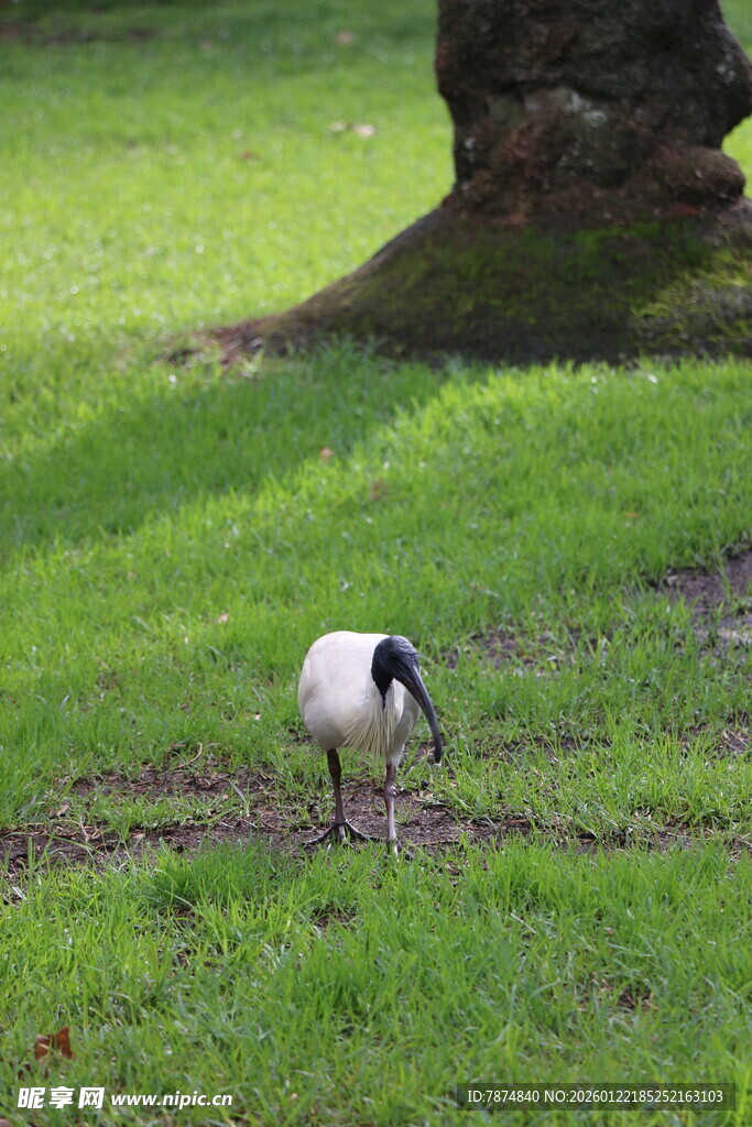 草地上觅食的黑白小鸟