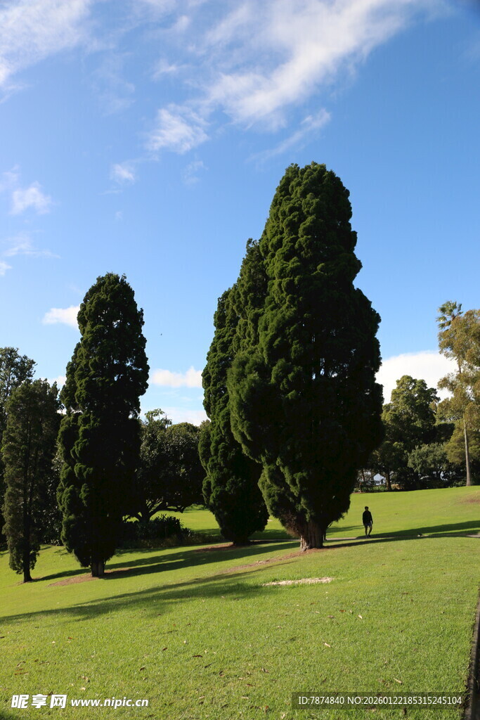 绿意盎然的公园树木景观