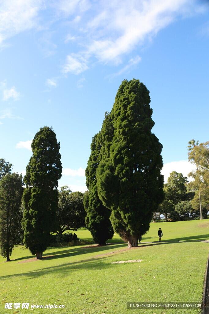 绿意盎然的公园树木景观