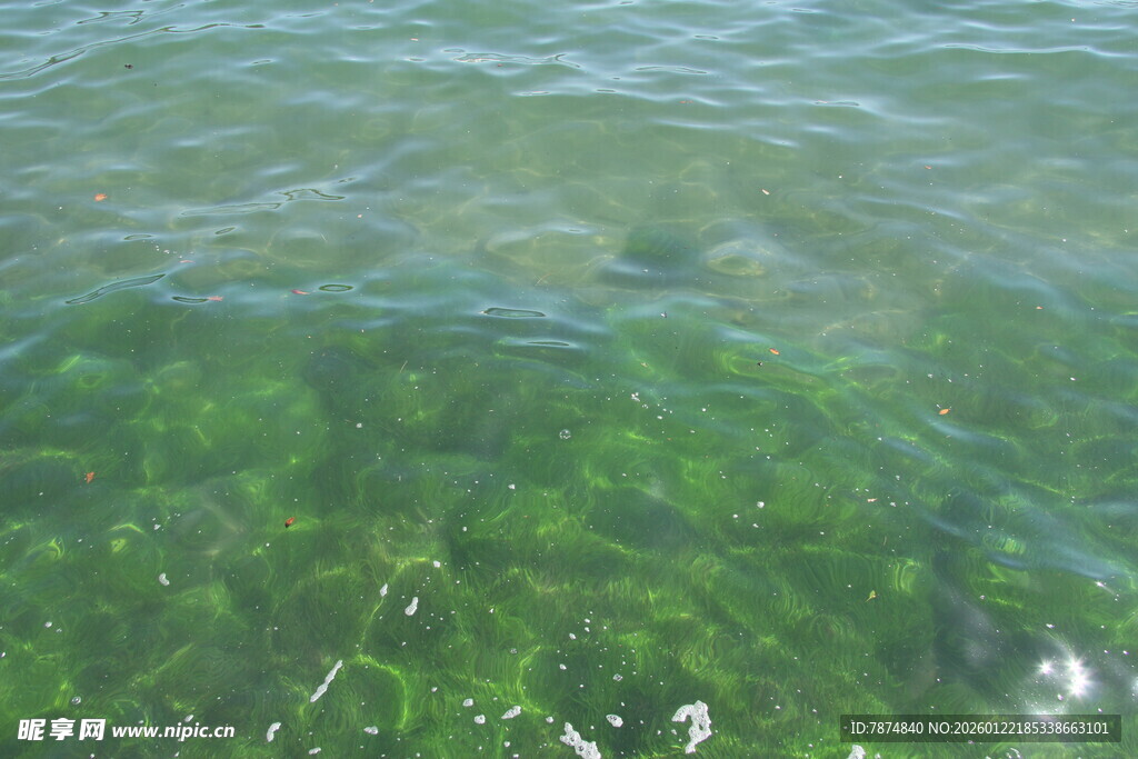 清澈绿水中的水下景象