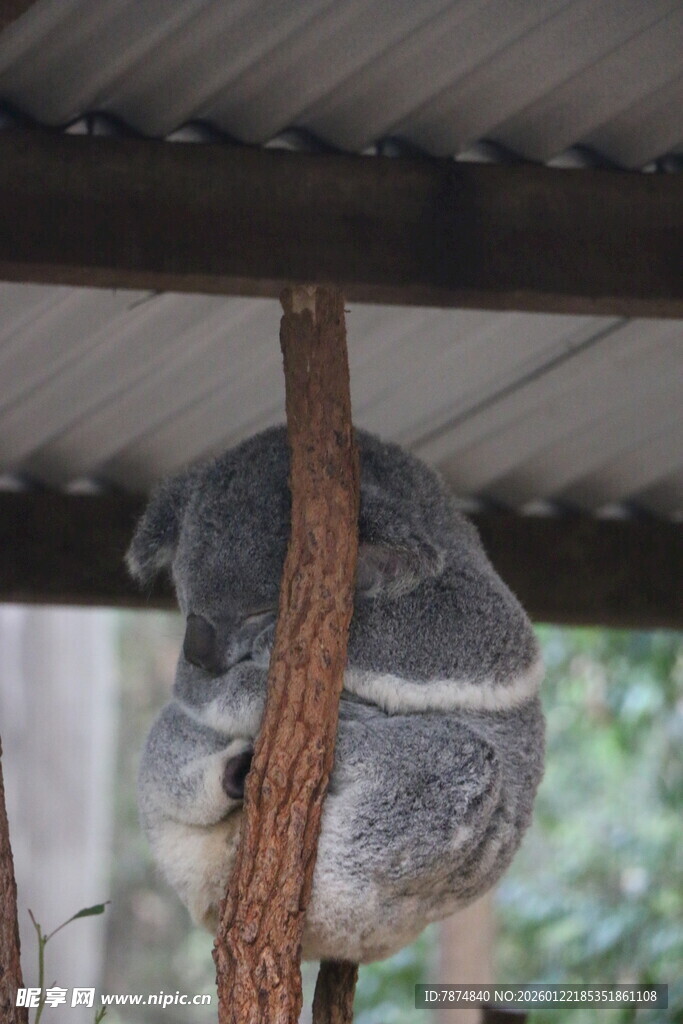 树上酣睡的考拉