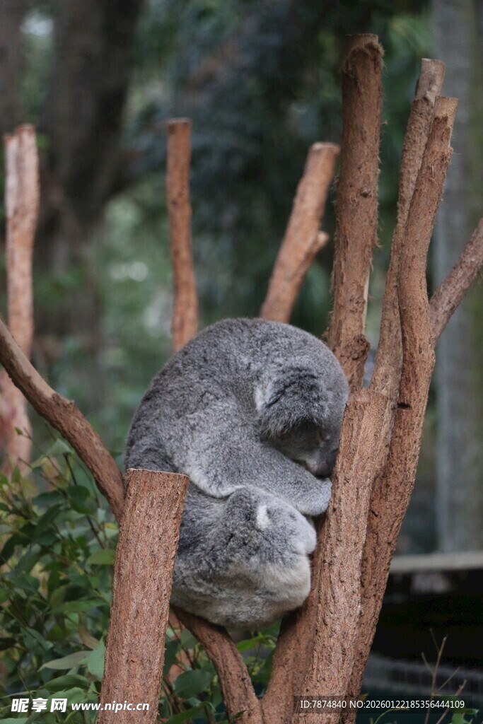 树杈上蜷睡的考拉