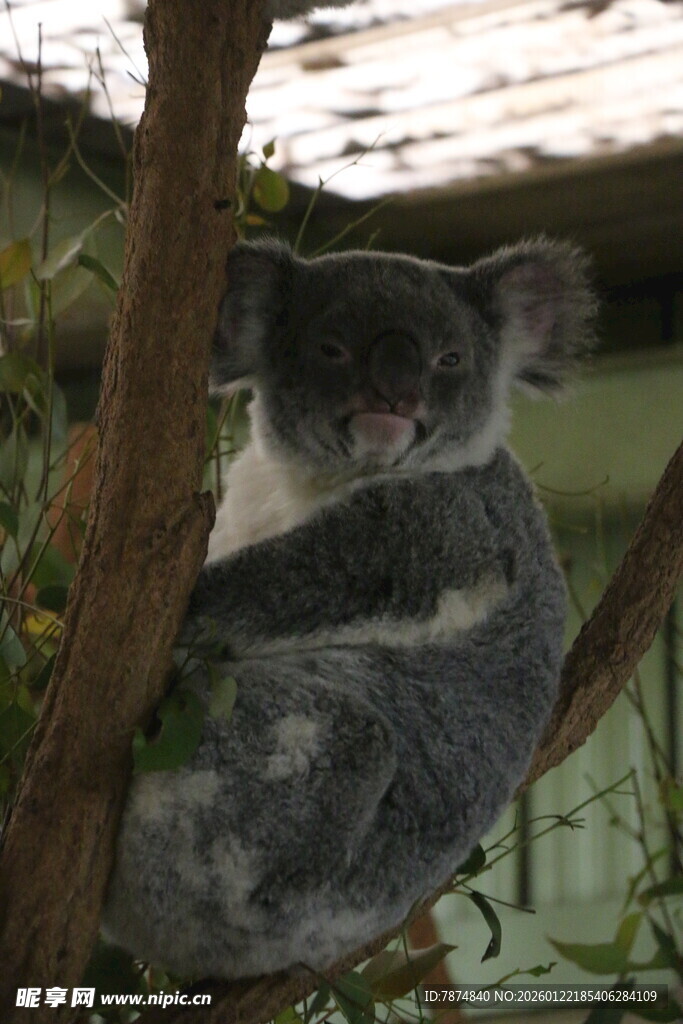 树上休憩的考拉