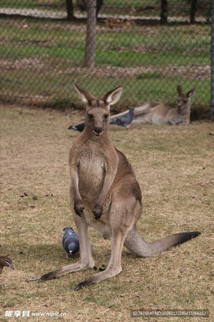 站立的袋鼠