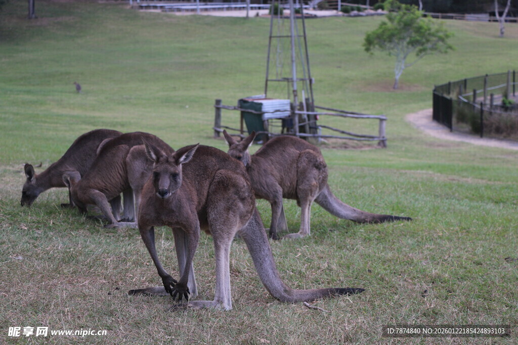 草地上的几只袋鼠