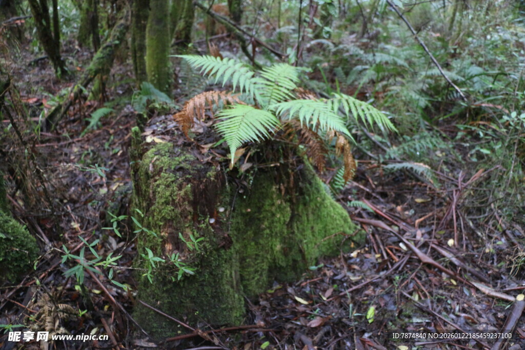 森林中茂盛的蕨类植物