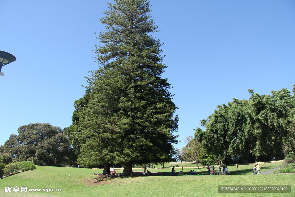 户外高大树木绿地景观