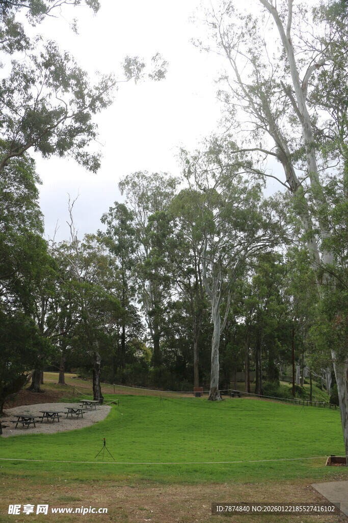 户外绿意盎然的树林草地