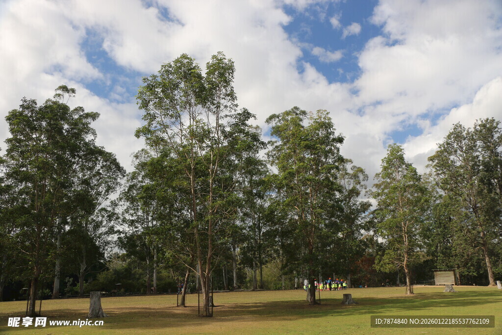 林间草地 蓝天白云下的景致