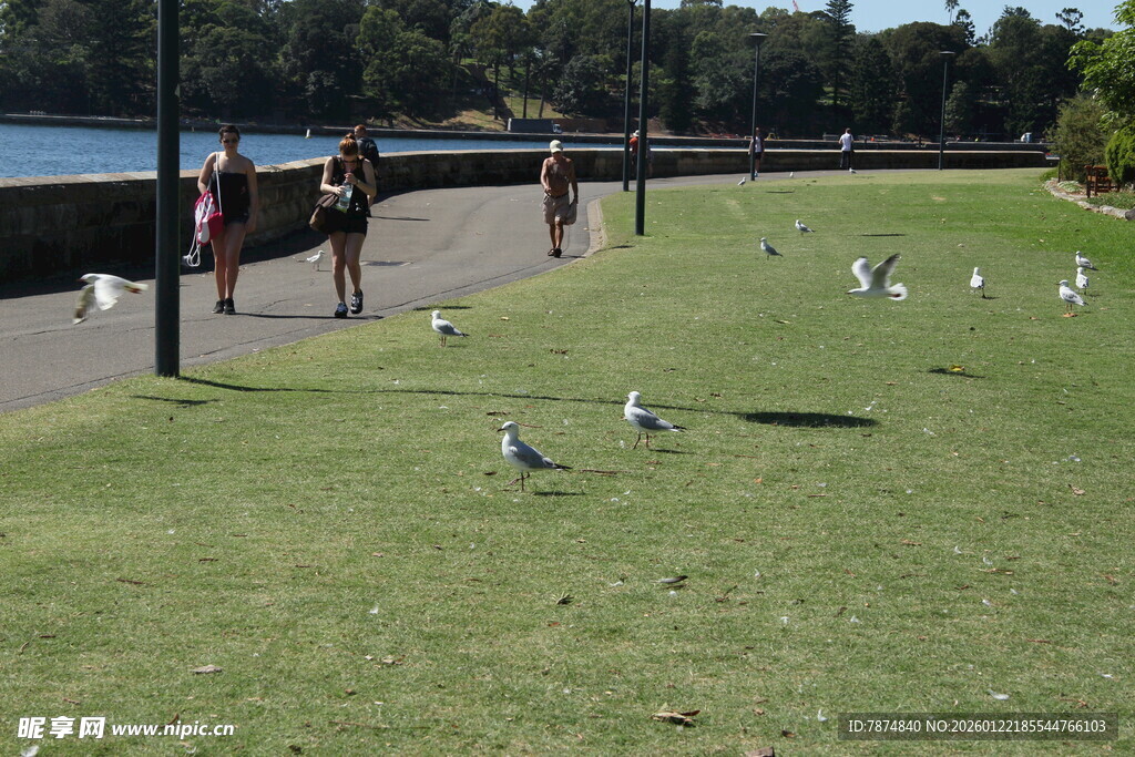 公园草地海鸥与人共乐