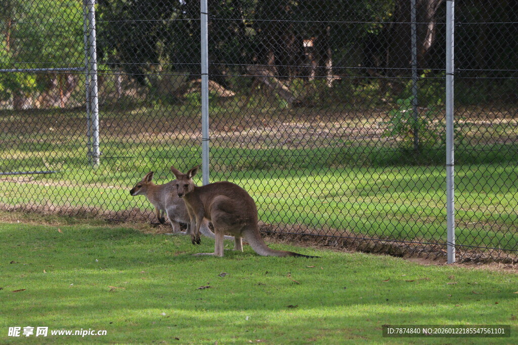 草地上的袋鼠