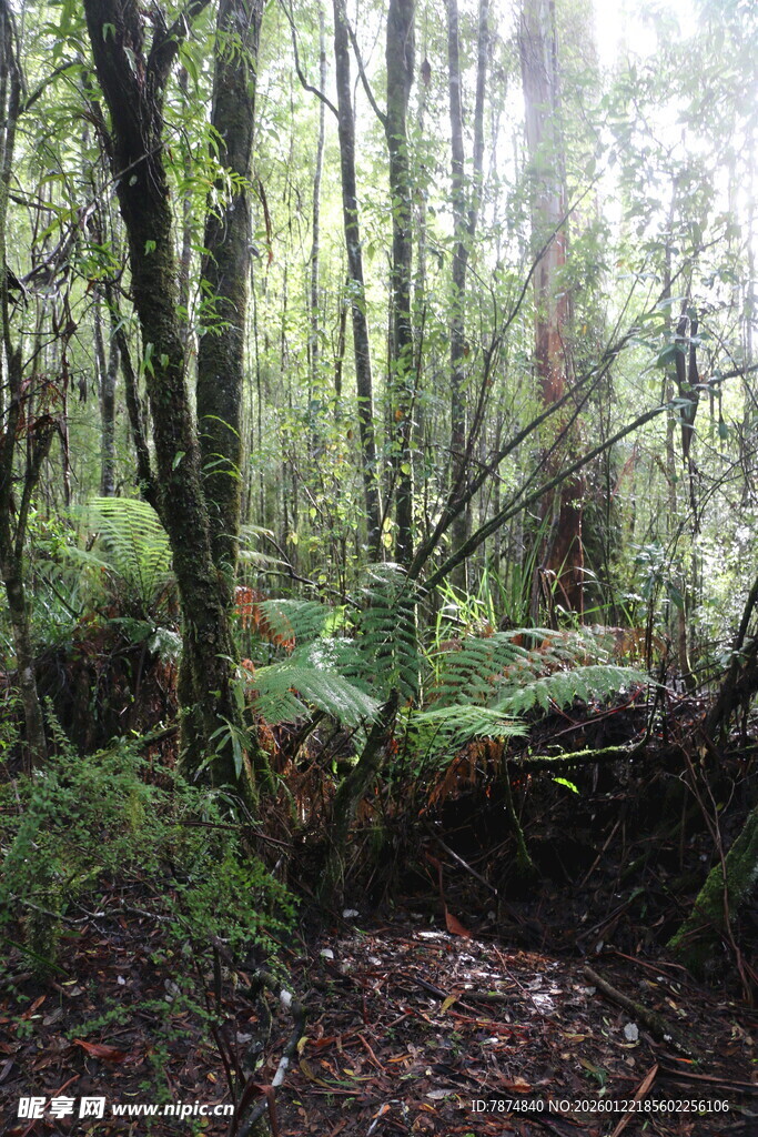 茂密森林中的自然景致