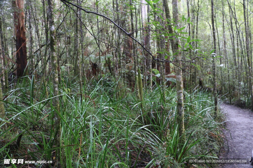 林间幽径 草木繁茂之景