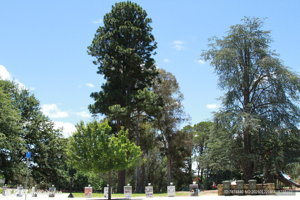 户外高大树木景观