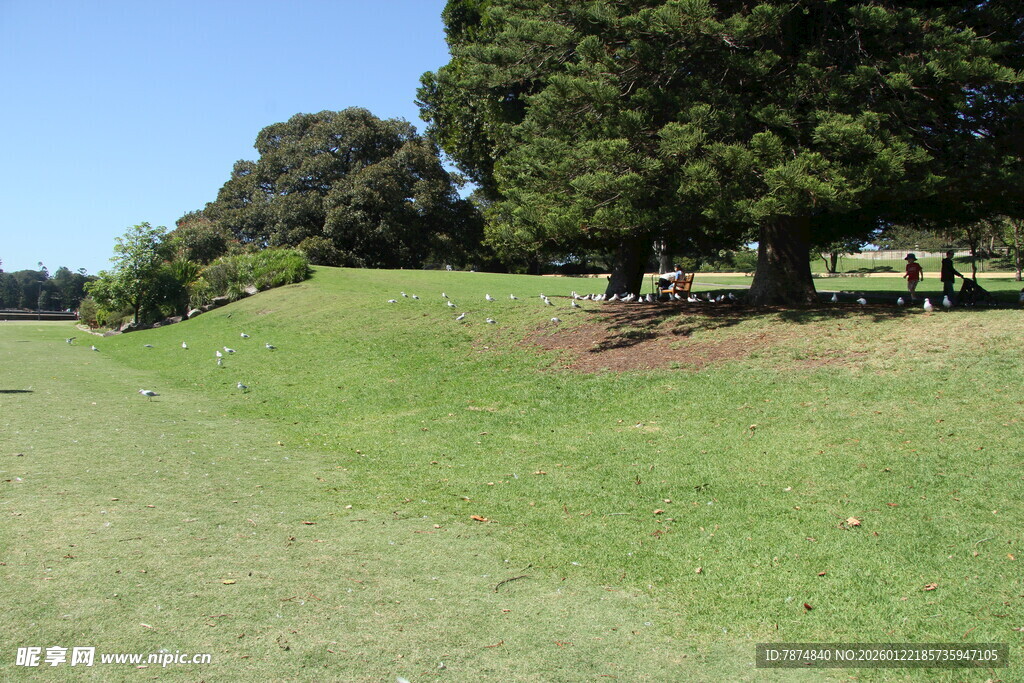 绿意盎然的户外草地风景