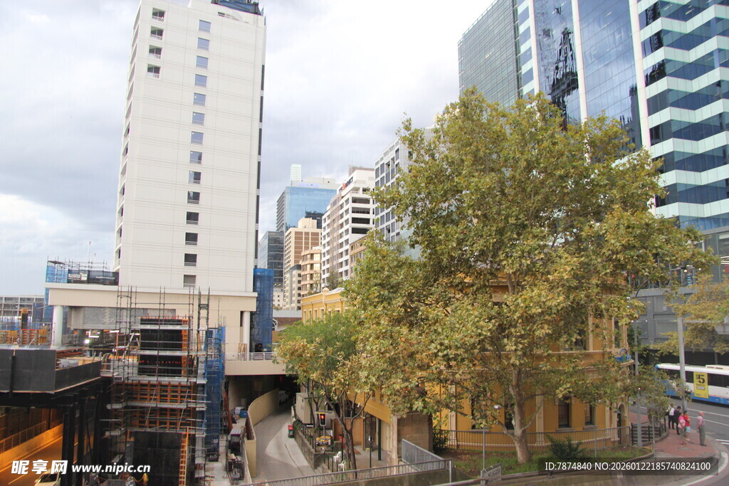 城市街景中的高楼与绿树