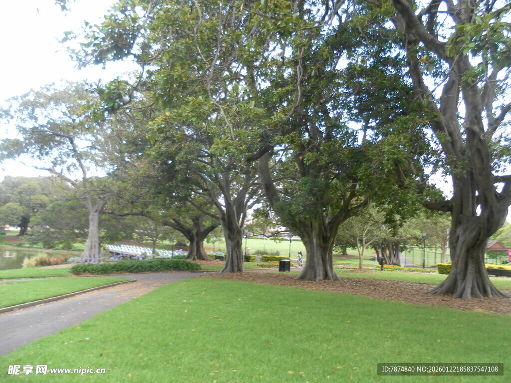 绿意盎然的公园林荫小道