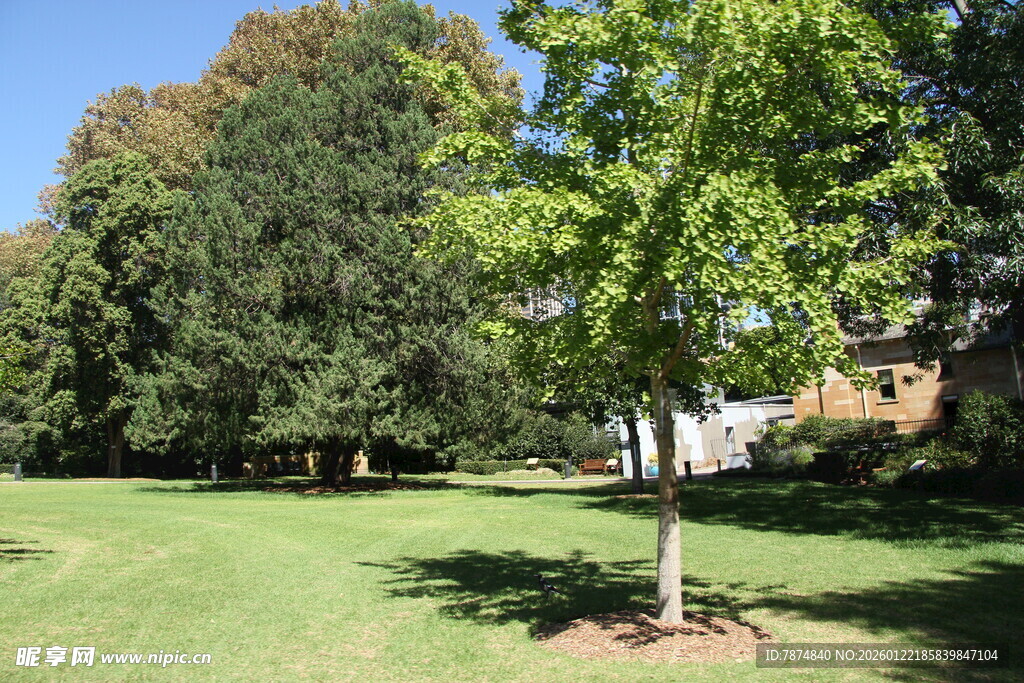 绿意盎然的户外树木景观