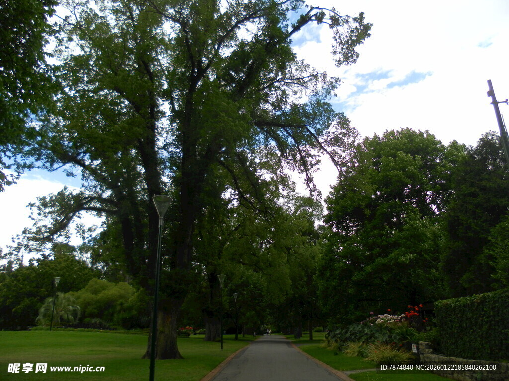 林荫小道 绿意盎然的景致