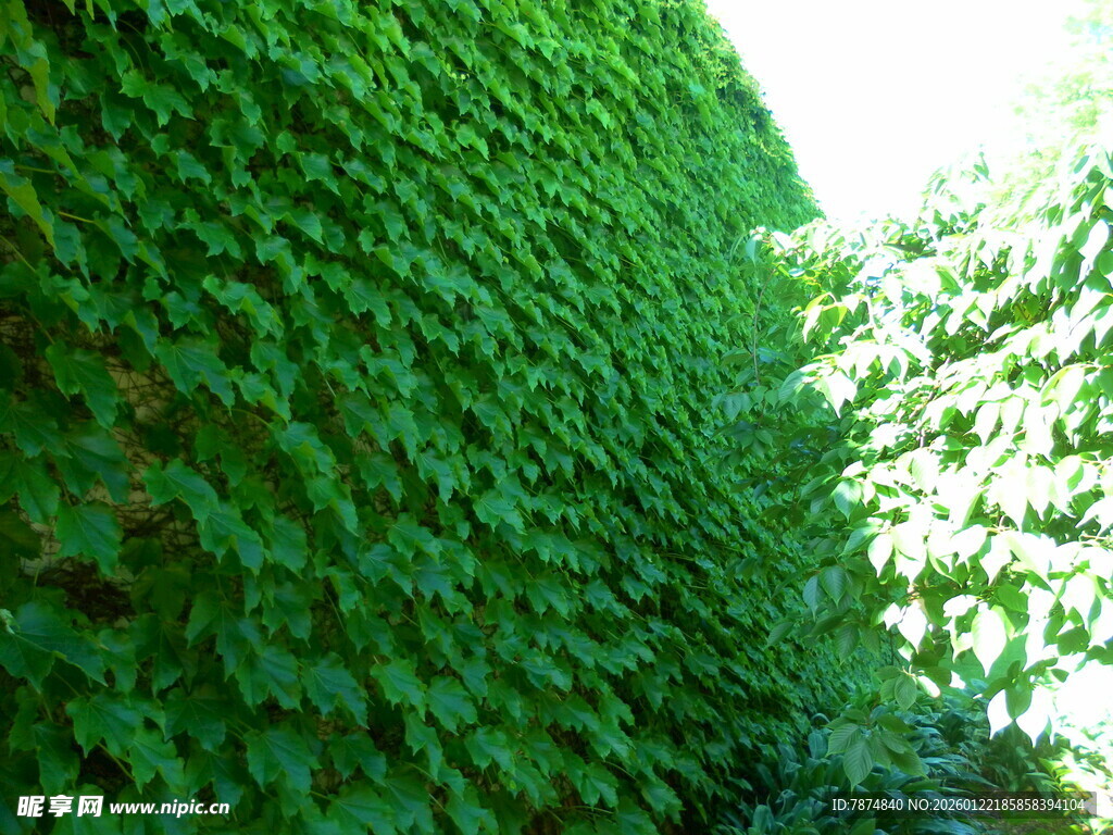 翠绿藤蔓覆盖的墙面景观