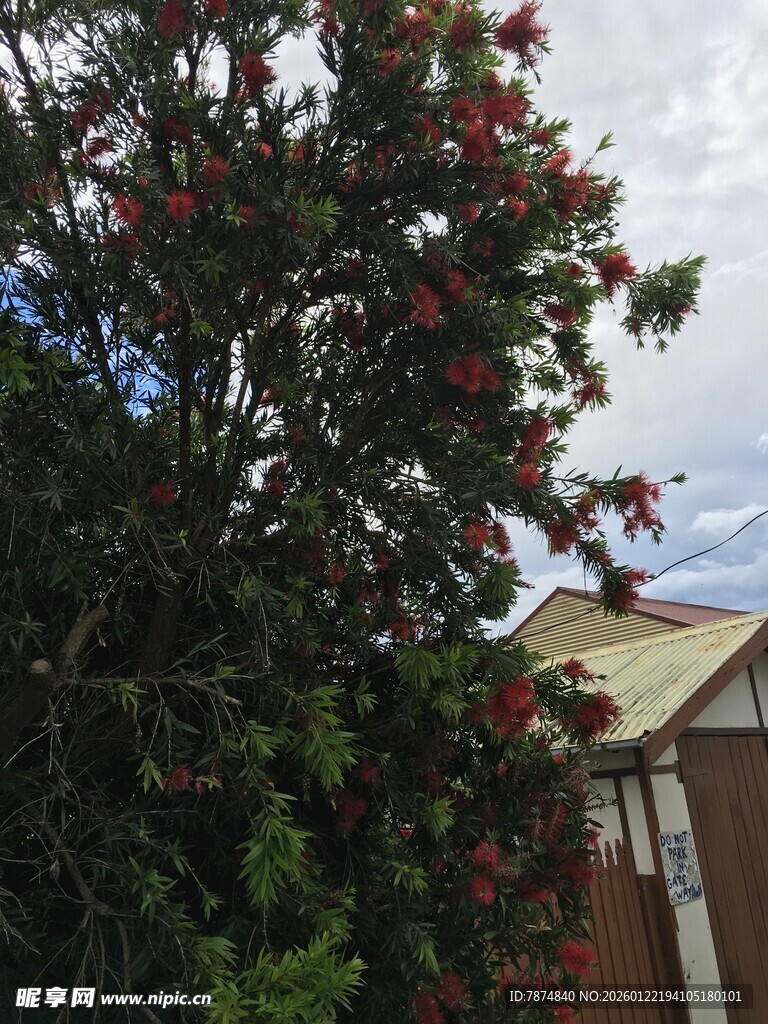 枝头繁花绽放的绿树