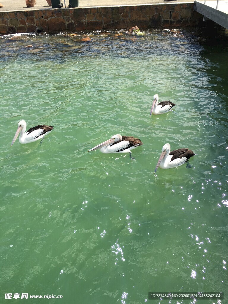 池中戏水的几只鸟儿