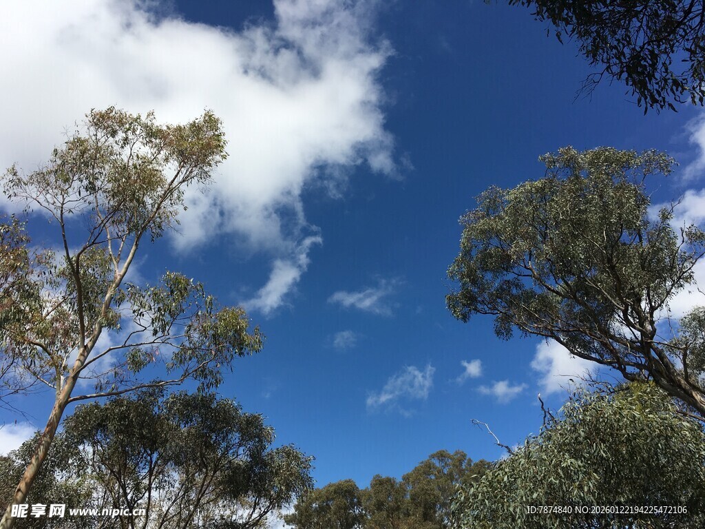 蓝天绿树的自然景致