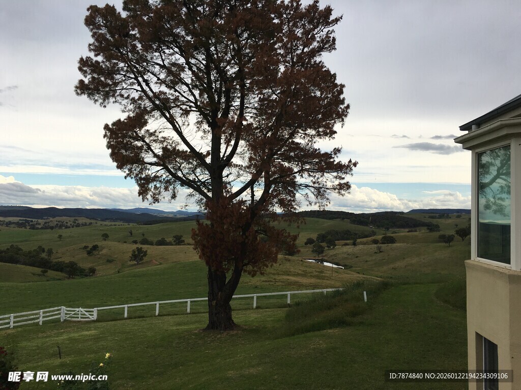 乡村独栋旁的孤树风景