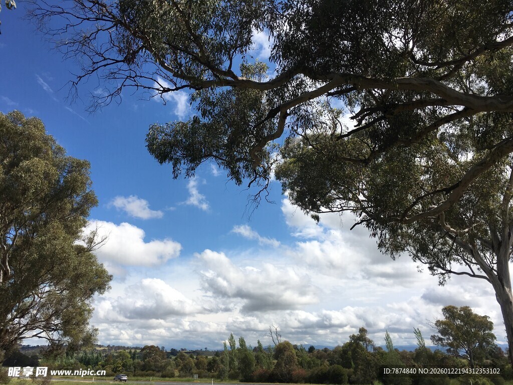 蓝天白云下的林间景致