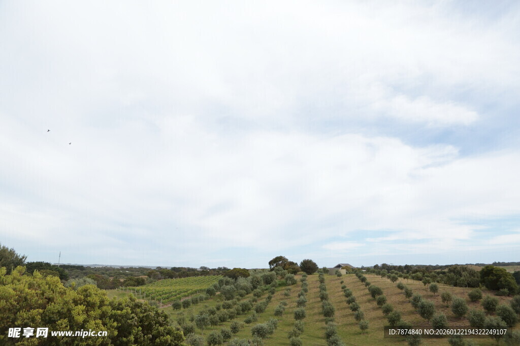 田园风光中的整齐农田