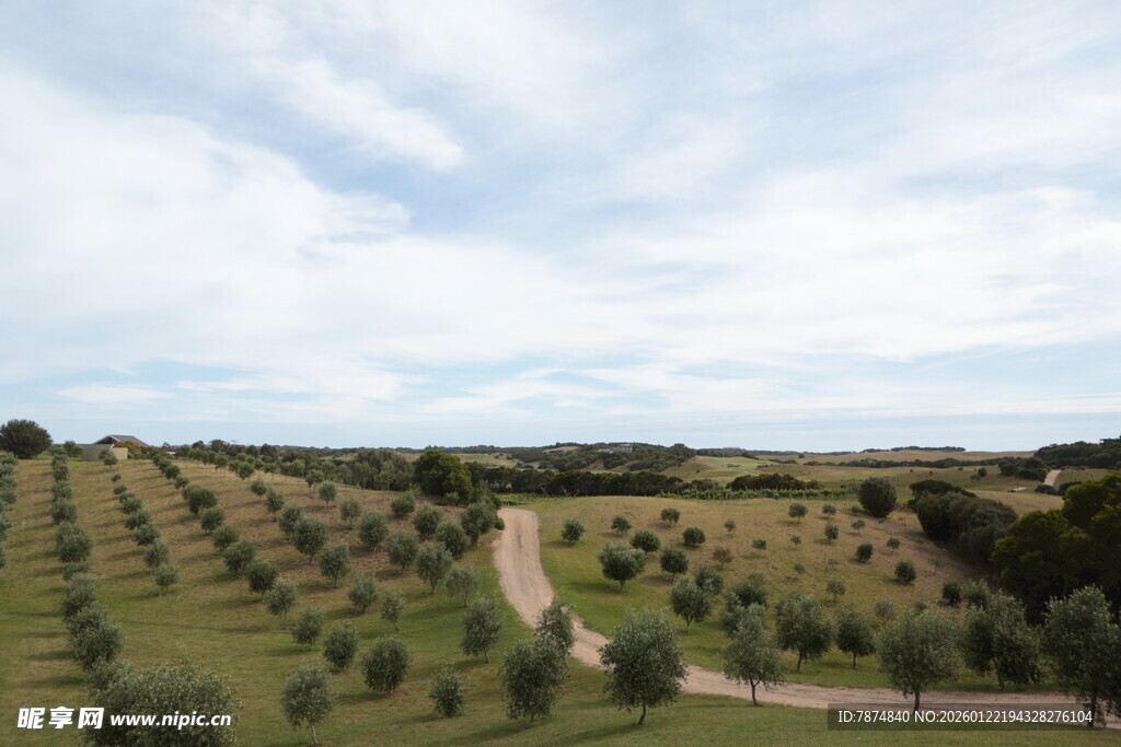 田园橄榄林风光