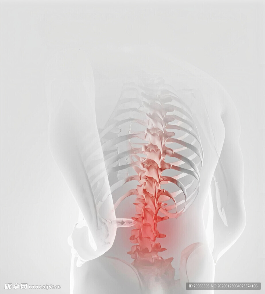 脊柱骨骼结构示意图