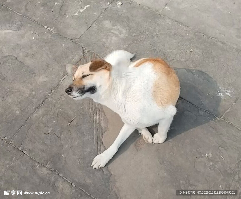 路边休憩的小型宠物犬